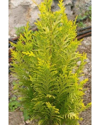 Кипарисовик Лавсона Еректа Ауреа | Chamaecyparis lawsoniana Erecta Aurea | Кипарисовик Лавсона Эректа Ауреа
