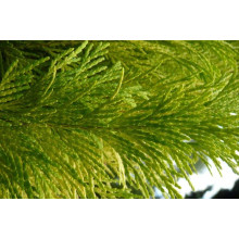 Кипарисовик Лавсона Еректа Ауреа | Chamaecyparis lawsoniana Erecta Aurea | Кипарисовик Лавсона Эректа Ауреа