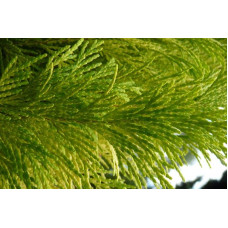 Кипарисовик Лавсона Еректа Ауреа | Chamaecyparis lawsoniana Erecta Aurea | Кипарисовик Лавсона Эректа Ауреа