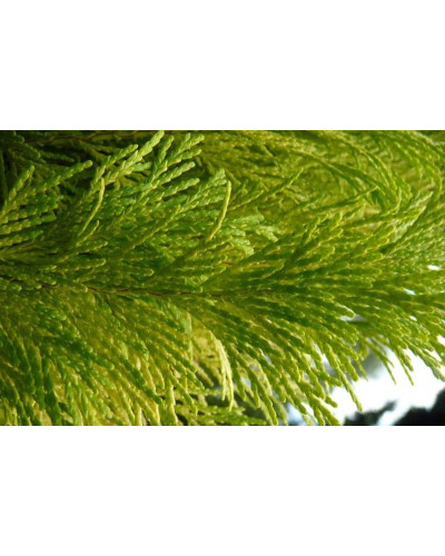 Кипарисовик Лавсона Еректа Ауреа | Chamaecyparis lawsoniana Erecta Aurea | Кипарисовик Лавсона Эректа Ауреа