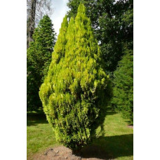 Кипарисовик Лавсона Еректа Ауреа | Chamaecyparis lawsoniana Erecta Aurea | Кипарисовик Лавсона Эректа Ауреа