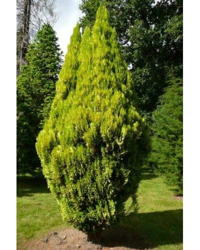 Кипарисовик Лавсона Еректа Ауреа | Chamaecyparis lawsoniana Erecta Aurea | Кипарисовик Лавсона Эректа Ауреа