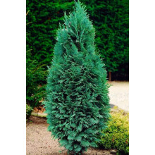 Кипарисовик Лавсона Колумнаріс | Chamaecyparis Lawsoniana Columnaris | Кипарисовик Лавсона Колумнарис
