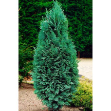 Кипарисовик Лавсона Колумнаріс | Chamaecyparis Lawsoniana Columnaris | Кипарисовик Лавсона Колумнарис