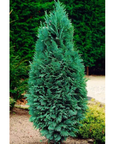 Кипарисовик Лавсона Колумнаріс | Chamaecyparis Lawsoniana Columnaris | Кипарисовик Лавсона Колумнарис