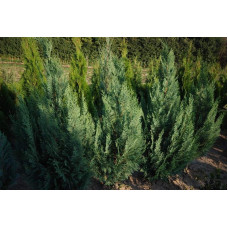 Кипарисовик Лавсона Колумнаріс | Chamaecyparis Lawsoniana Columnaris | Кипарисовик Лавсона Колумнарис
