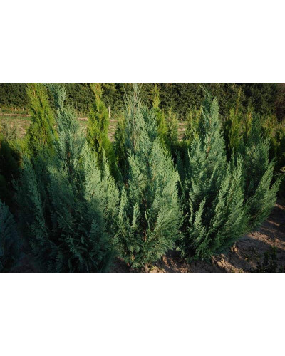 Кипарисовик Лавсона Колумнаріс | Chamaecyparis Lawsoniana Columnaris | Кипарисовик Лавсона Колумнарис