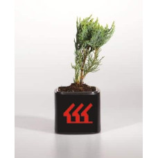Кипарисовик Лавсона Колумнаріс | Chamaecyparis Lawsoniana Columnaris | Кипарисовик Лавсона Колумнарис