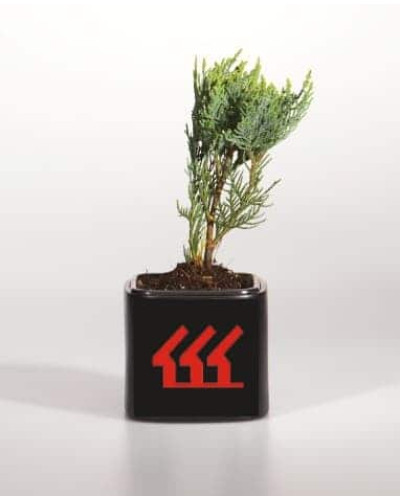 Кипарисовик Лавсона Колумнаріс | Chamaecyparis Lawsoniana Columnaris | Кипарисовик Лавсона Колумнарис