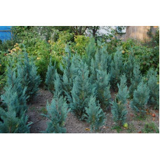 Кипарисовик Лавсона Колумнаріс | Chamaecyparis Lawsoniana Columnaris | Кипарисовик Лавсона Колумнарис
