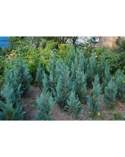 Кипарисовик Лавсона Колумнаріс | Chamaecyparis Lawsoniana Columnaris | Кипарисовик Лавсона Колумнарис