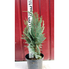 Кипарисовик Лавсона Колумнаріс | Chamaecyparis Lawsoniana Columnaris | Кипарисовик Лавсона Колумнарис