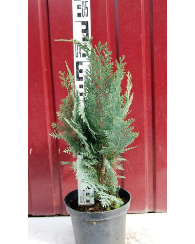 Кипарисовик Лавсона Колумнаріс | Chamaecyparis Lawsoniana Columnaris | Кипарисовик Лавсона Колумнарис