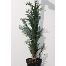 Кипарисовик Лавсона Колумнаріс | Chamaecyparis Lawsoniana Columnaris | Кипарисовик Лавсона Колумнарис