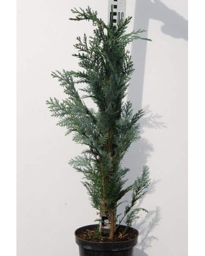 Кипарисовик Лавсона Колумнаріс | Chamaecyparis Lawsoniana Columnaris | Кипарисовик Лавсона Колумнарис
