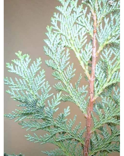 Кипарисовик Лавсона Колумнаріс | Chamaecyparis Lawsoniana Columnaris | Кипарисовик Лавсона Колумнарис