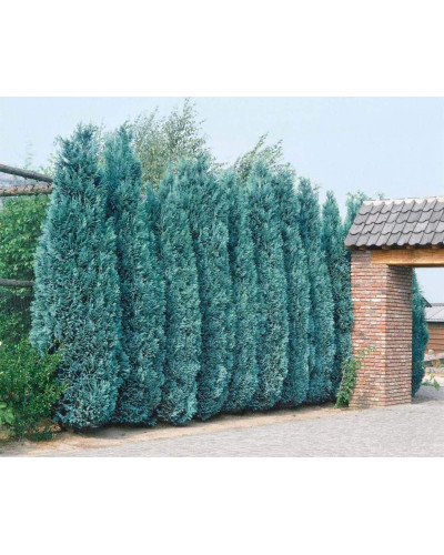 Кипарисовик Лавсона Колумнаріс | Chamaecyparis Lawsoniana Columnaris | Кипарисовик Лавсона Колумнарис