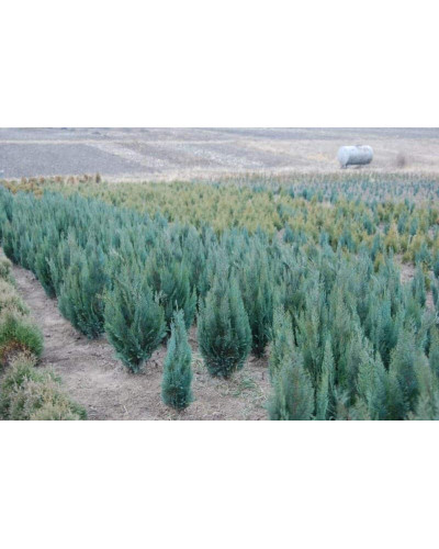 Кипарисовик Лавсона Колумнаріс | Chamaecyparis Lawsoniana Columnaris | Кипарисовик Лавсона Колумнарис