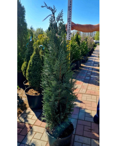 Кипарисовик Лавсона Колумнаріс | Chamaecyparis Lawsoniana Columnaris | Кипарисовик Лавсона Колумнарис