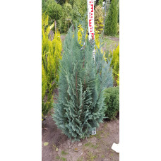 Кипарисовик Лавсона Колумнаріс | Chamaecyparis Lawsoniana Columnaris | Кипарисовик Лавсона Колумнарис