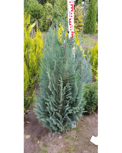 Кипарисовик Лавсона Колумнаріс | Chamaecyparis Lawsoniana Columnaris | Кипарисовик Лавсона Колумнарис