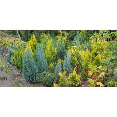 Кипарисовик Лавсона Колумнаріс | Chamaecyparis Lawsoniana Columnaris | Кипарисовик Лавсона Колумнарис