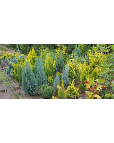 Кипарисовик Лавсона Колумнаріс | Chamaecyparis Lawsoniana Columnaris | Кипарисовик Лавсона Колумнарис