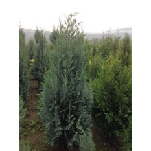 Кипарисовик Лавсона Колумнаріс | Chamaecyparis Lawsoniana Columnaris | Кипарисовик Лавсона Колумнарис