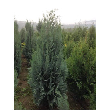 Кипарисовик Лавсона Колумнаріс | Chamaecyparis Lawsoniana Columnaris | Кипарисовик Лавсона Колумнарис