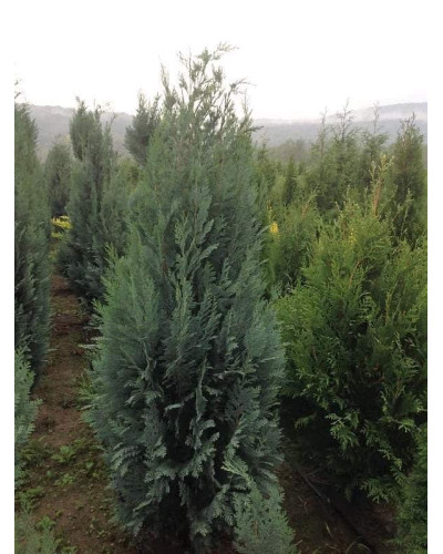Кипарисовик Лавсона Колумнаріс | Chamaecyparis Lawsoniana Columnaris | Кипарисовик Лавсона Колумнарис