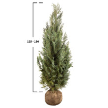 Кипарисовик Лавсона Колумнаріс | Chamaecyparis Lawsoniana Columnaris | Кипарисовик Лавсона Колумнарис