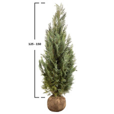 Кипарисовик Лавсона Колумнаріс | Chamaecyparis Lawsoniana Columnaris | Кипарисовик Лавсона Колумнарис