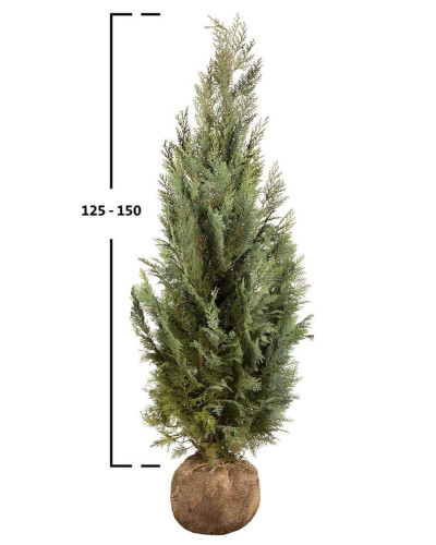 Кипарисовик Лавсона Колумнаріс | Chamaecyparis Lawsoniana Columnaris | Кипарисовик Лавсона Колумнарис