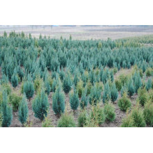 Кипарисовик Лавсона Колумнаріс | Chamaecyparis Lawsoniana Columnaris | Кипарисовик Лавсона Колумнарис