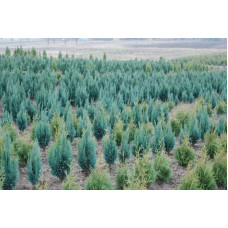 Кипарисовик Лавсона Колумнаріс | Chamaecyparis Lawsoniana Columnaris | Кипарисовик Лавсона Колумнарис