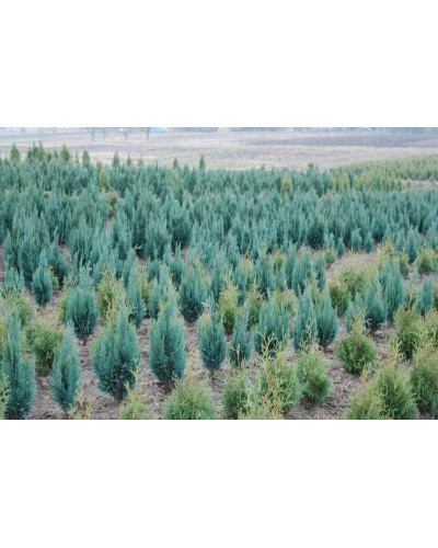 Кипарисовик Лавсона Колумнаріс | Chamaecyparis Lawsoniana Columnaris | Кипарисовик Лавсона Колумнарис