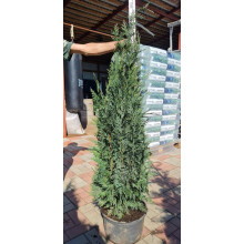 Кипарисовик Лавсона Колумнаріс | Chamaecyparis Lawsoniana Columnaris | Кипарисовик Лавсона Колумнарис