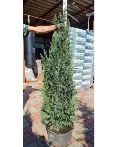 Кипарисовик Лавсона Колумнаріс | Chamaecyparis Lawsoniana Columnaris | Кипарисовик Лавсона Колумнарис