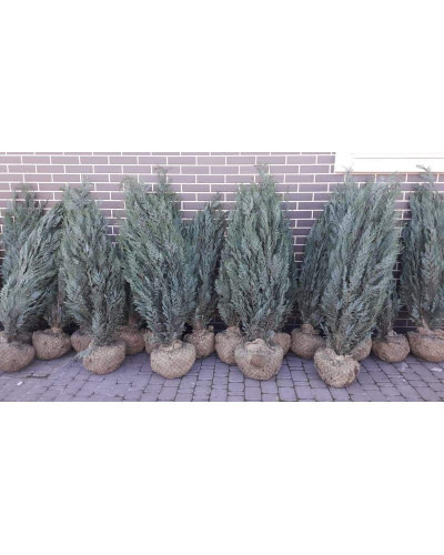 Кипарисовик Лавсона Колумнаріс | Chamaecyparis Lawsoniana Columnaris | Кипарисовик Лавсона Колумнарис