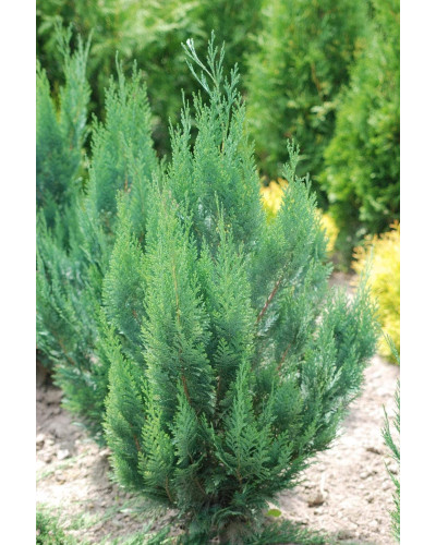 Кипарисовик Лавсона Колумнаріс | Chamaecyparis Lawsoniana Columnaris | Кипарисовик Лавсона Колумнарис