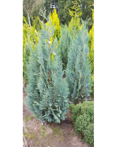 Кипарисовик Лавсона Колумнаріс | Chamaecyparis Lawsoniana Columnaris | Кипарисовик Лавсона Колумнарис