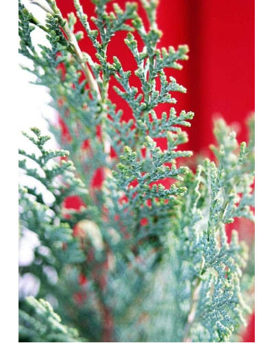 Кипарисовик Лавсона Колумнаріс | Chamaecyparis Lawsoniana Columnaris | Кипарисовик Лавсона Колумнарис