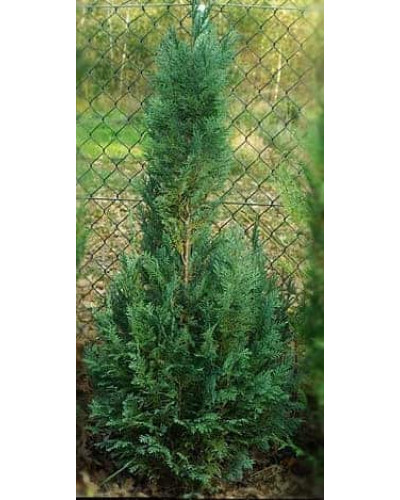 Кипарисовик Лавсона Колумнаріс | Chamaecyparis Lawsoniana Columnaris | Кипарисовик Лавсона Колумнарис