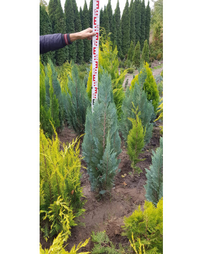 Кипарисовик Лавсона Колумнаріс | Chamaecyparis Lawsoniana Columnaris | Кипарисовик Лавсона Колумнарис