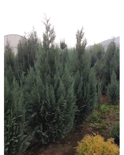 Кипарисовик Лавсона Колумнаріс | Chamaecyparis Lawsoniana Columnaris | Кипарисовик Лавсона Колумнарис