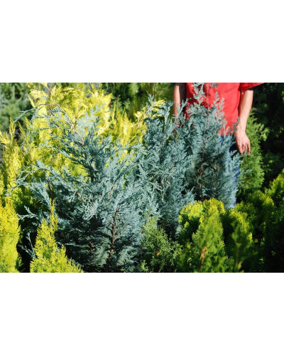 Кипарисовик Лавсона Пельтс Блю / Ван Пельтс Блю | Chamaecyparis lawsoniana Pelt’s Blue / Van Pelt’s Blue