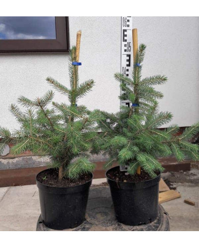 Псевдотсуга Мензіса / Дугласія | Pseudotsuga menziesii | Псевдотсуга Мензиса / Дугласия