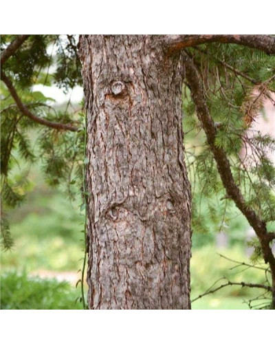 Псевдотсуга Мензіса / Дугласія | Pseudotsuga menziesii | Псевдотсуга Мензиса / Дугласия