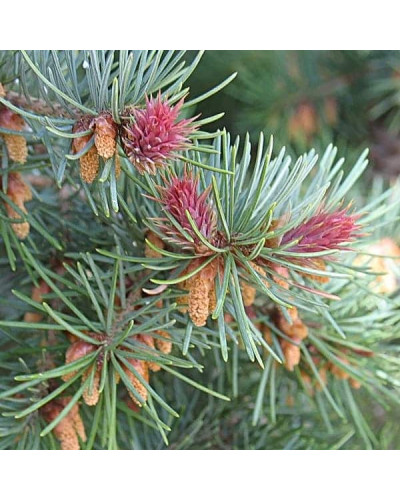 Псевдотсуга Мензіса / Дугласія | Pseudotsuga menziesii | Псевдотсуга Мензиса / Дугласия