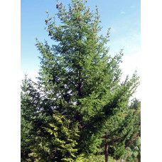 Псевдотсуга Мензіса / Дугласія | Pseudotsuga menziesii | Псевдотсуга Мензиса / Дугласия